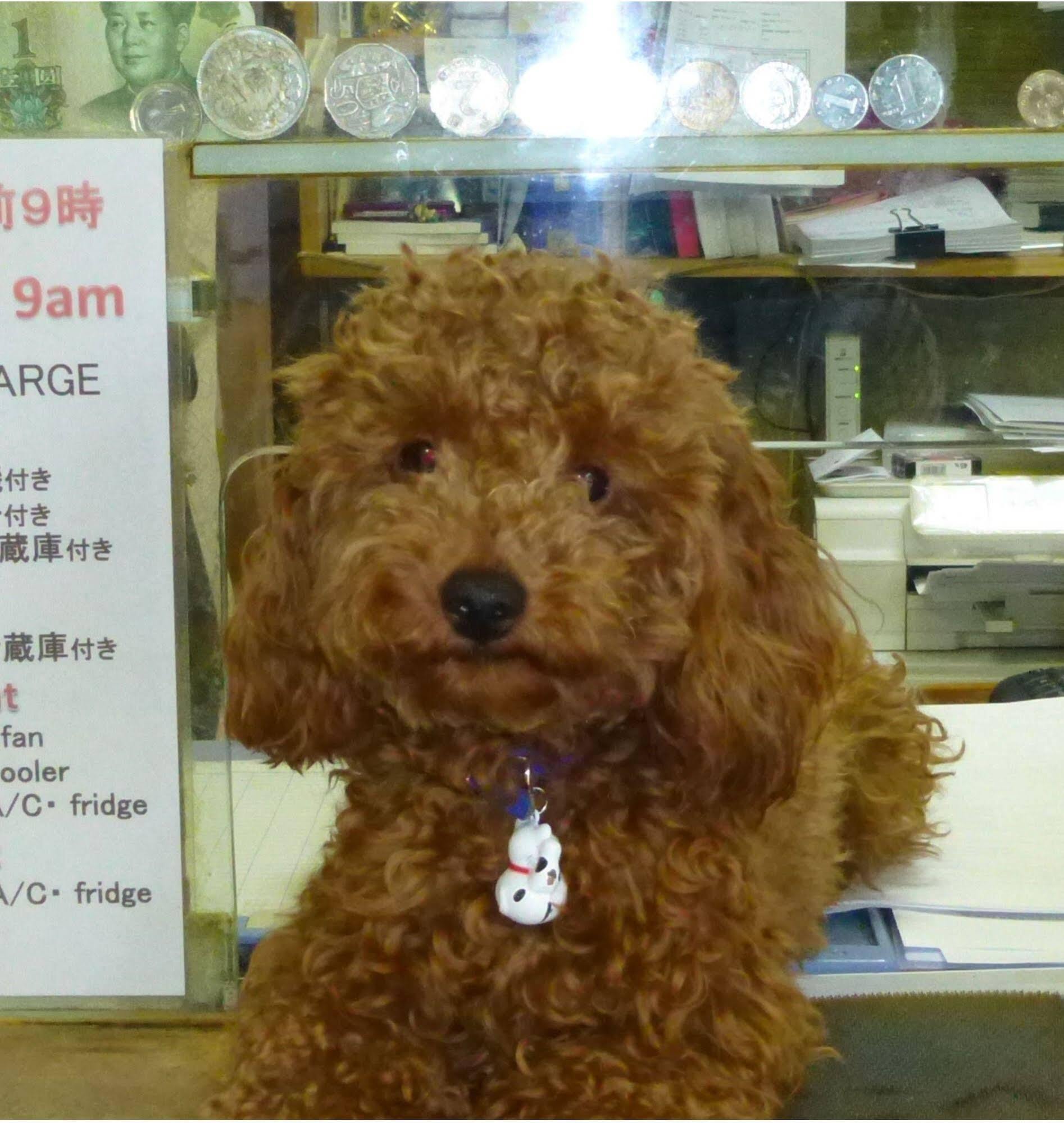 Diamond Asrama Osaka